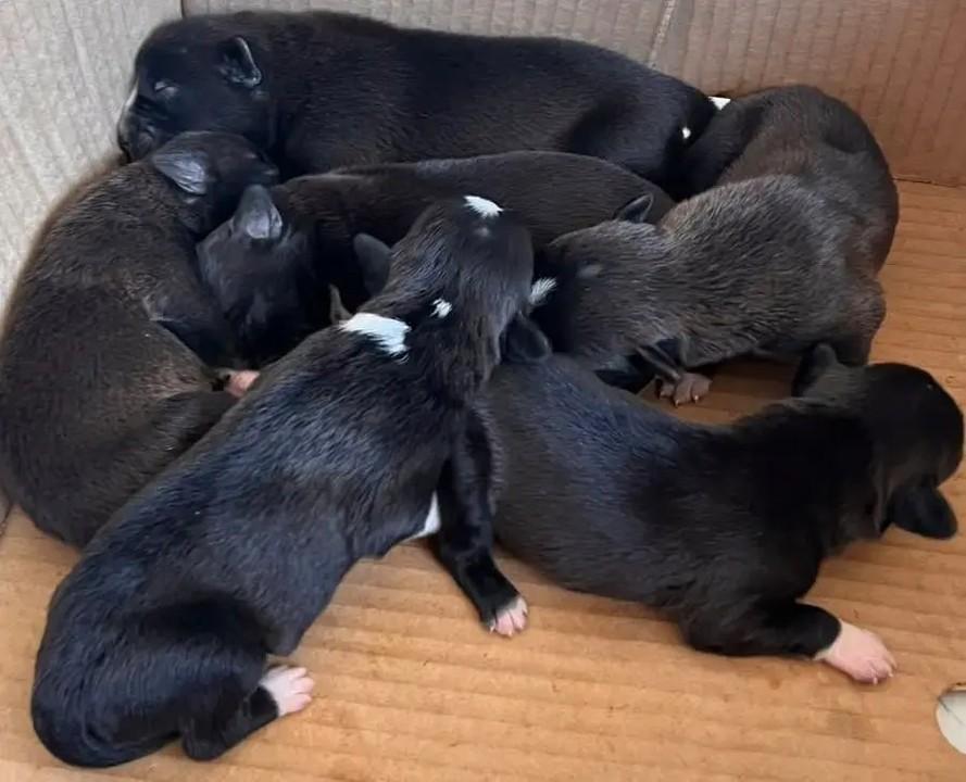 Seis filhotes recém-nascidos são abandonados em caixa em frente a loja em Porto Velho