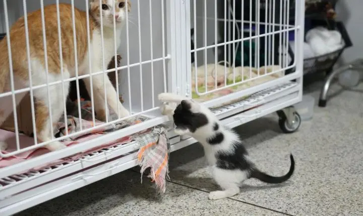 Clínica do Bem-Estar Animal tem resultados positivos em atendimentos e adoções