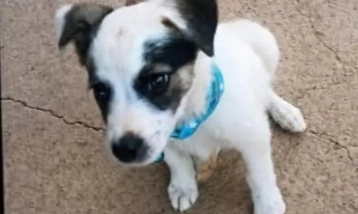 DESAPARECIDO: Família procura por cachorrinho desaparecido em PVH