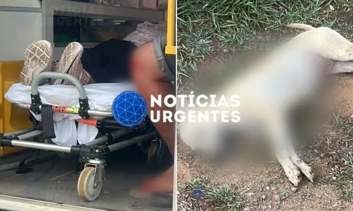 Motociclista fica ferido após atropelar cachorro na BR-319