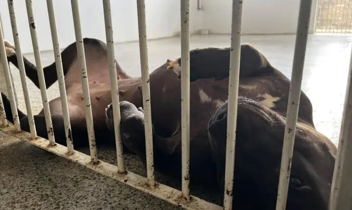 Pitbull Ariel ganha uma nova chance após ser resgatada em estado grave